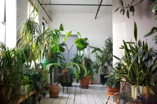 houseplants